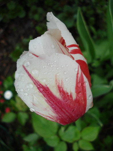 Tulipa Happy Generation (2011, May 03)