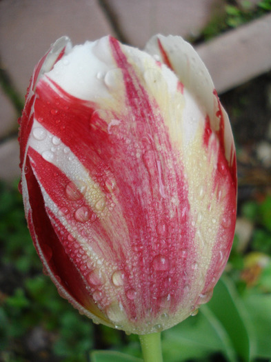 Tulipa Happy Generation (2011, May 03)