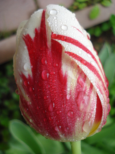 Tulipa Happy Generation (2011, May 03)