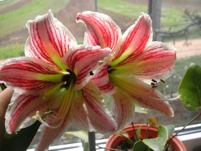 Happiness - a inflorit!!! - Amaryllis