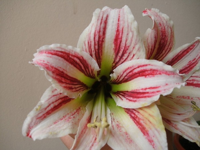 PICT3336 - Amaryllis