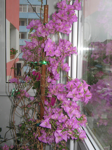 03.05.2011 - bouga lila