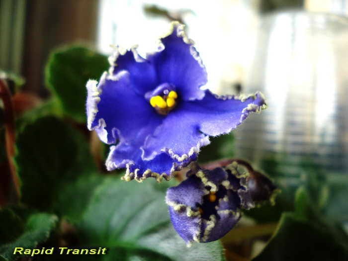 Rapid Transit (3-V-2011) - Violete