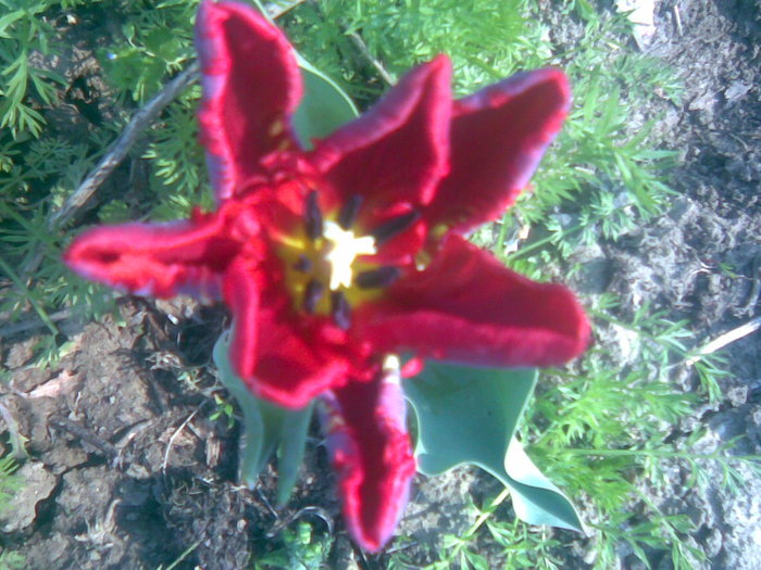 27042011(001) - gradina primavara 2011