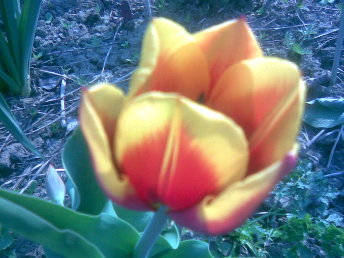 27042011(006) - gradina primavara 2011