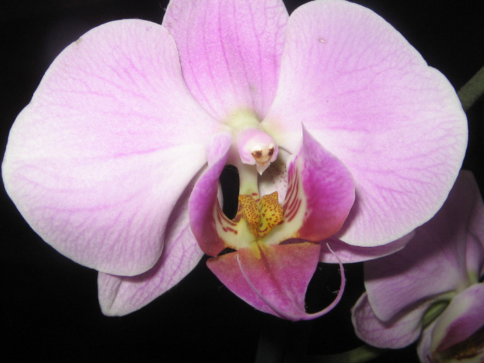  - Orhidee - 2011