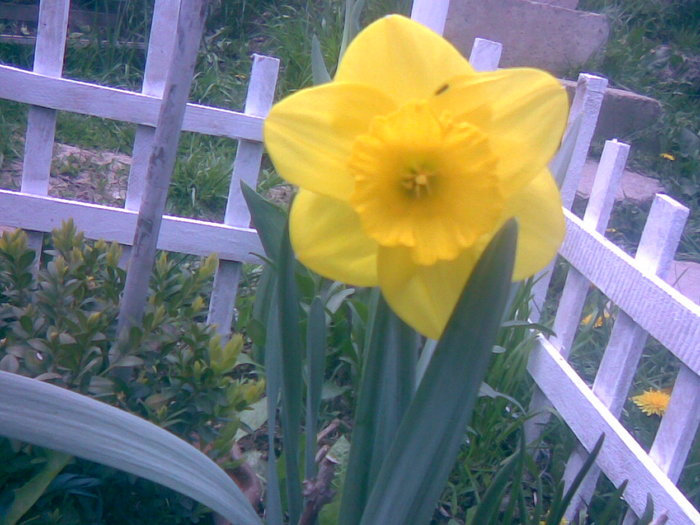 29042011(087) - gradina primavara 2011