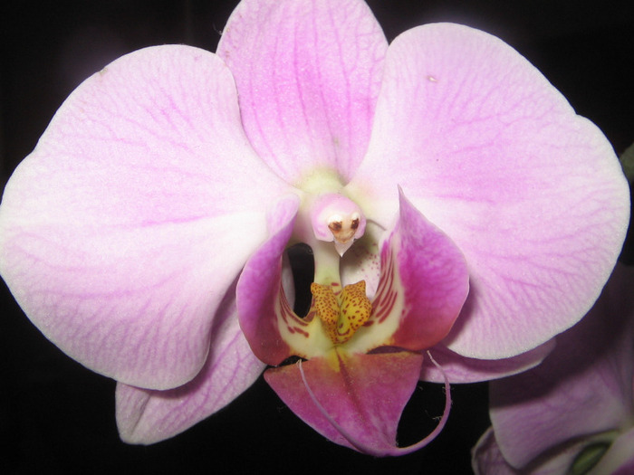 IMG_2845 - Orhidee - 2011