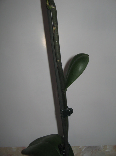 IMG_3692 - Orhidee - 2011
