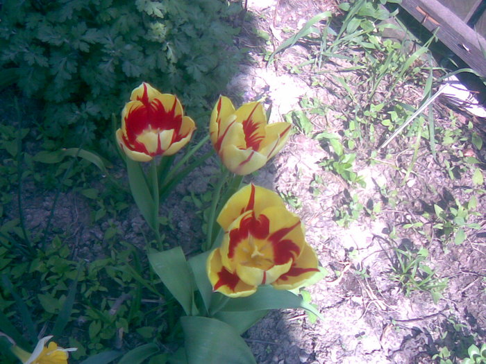 30042011(028) - gradina primavara 2011
