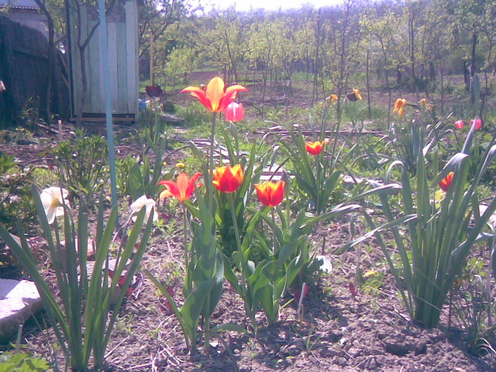 01052011(029) - gradina primavara 2011