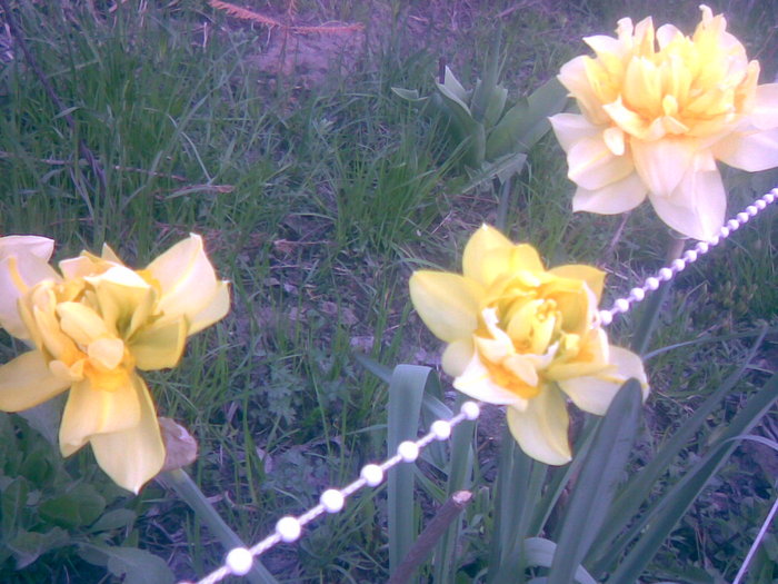 21042011(009) - gradina primavara 2011