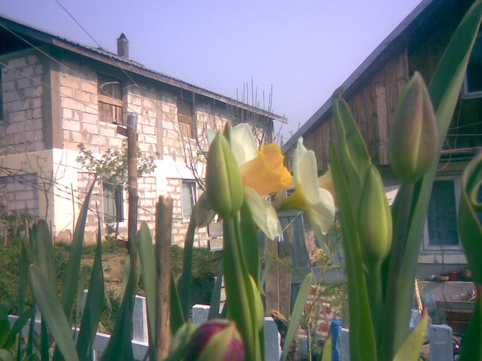 27042011(003) - gradina primavara 2011