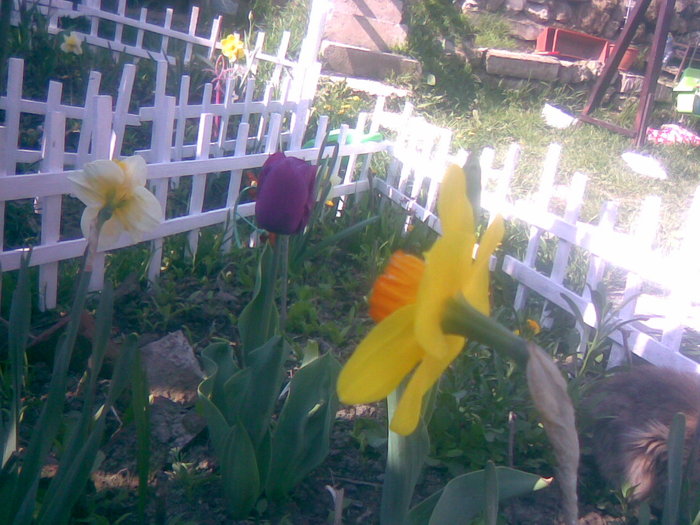 28042011(001) - gradina primavara 2011