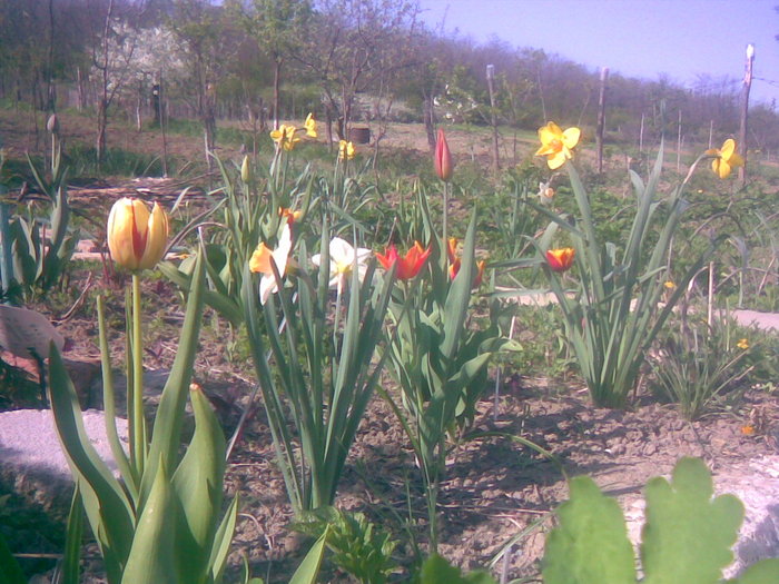 28042011(007) - gradina primavara 2011