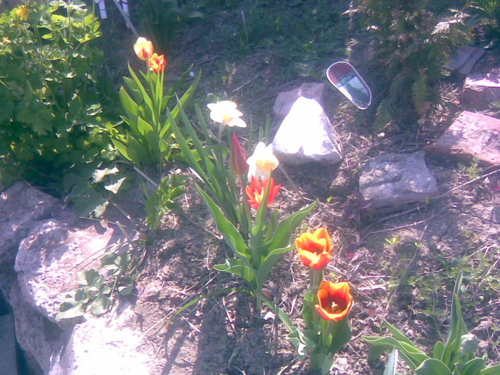 28042011(018) - gradina primavara 2011