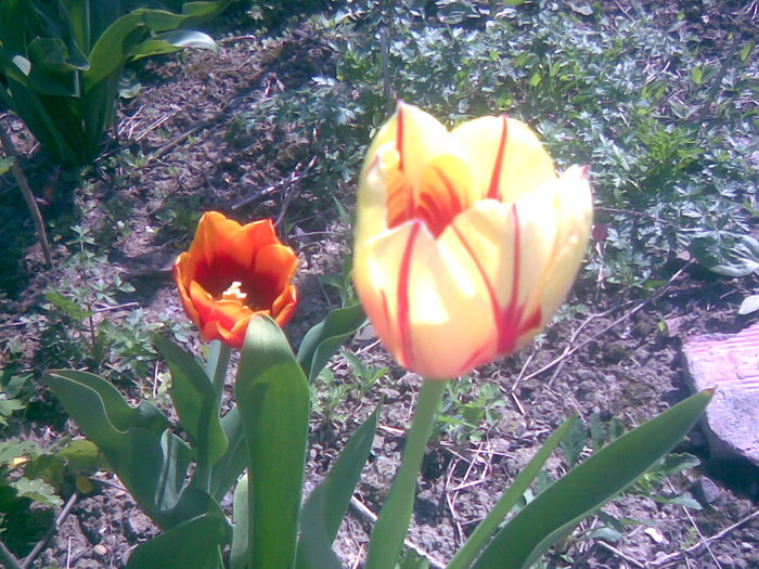 29042011(008) - gradina primavara 2011