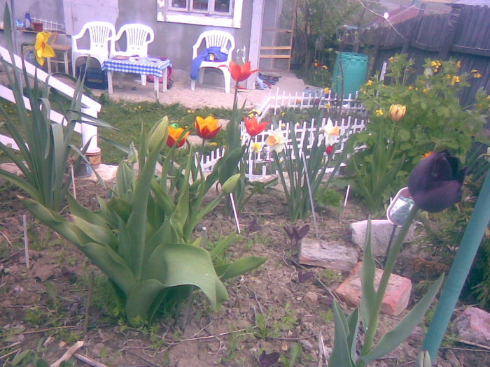 29042011(021) - gradina primavara 2011