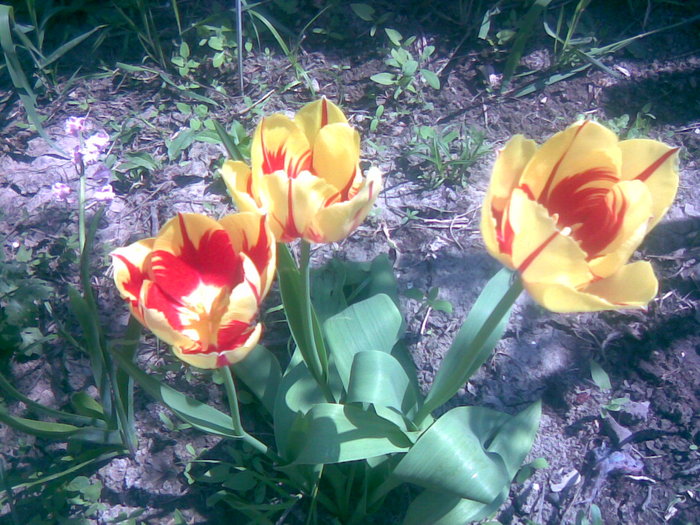 30042011(017) - gradina primavara 2011