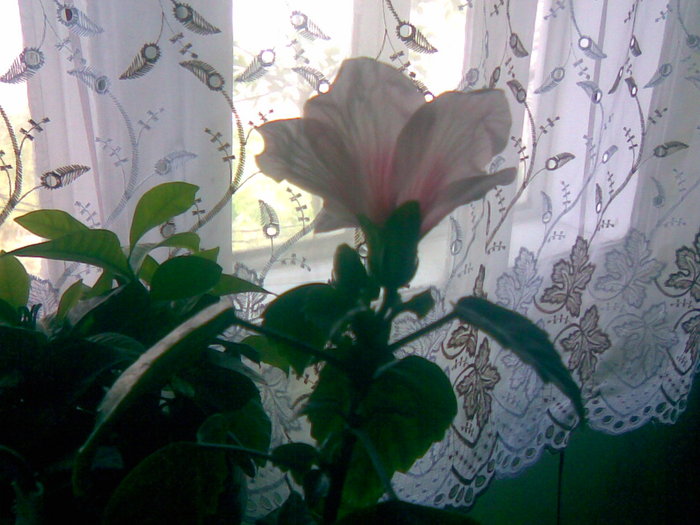 01052011(013) - flori de interior 2011