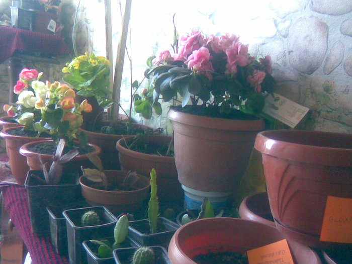 21042011(001) - flori de interior 2011