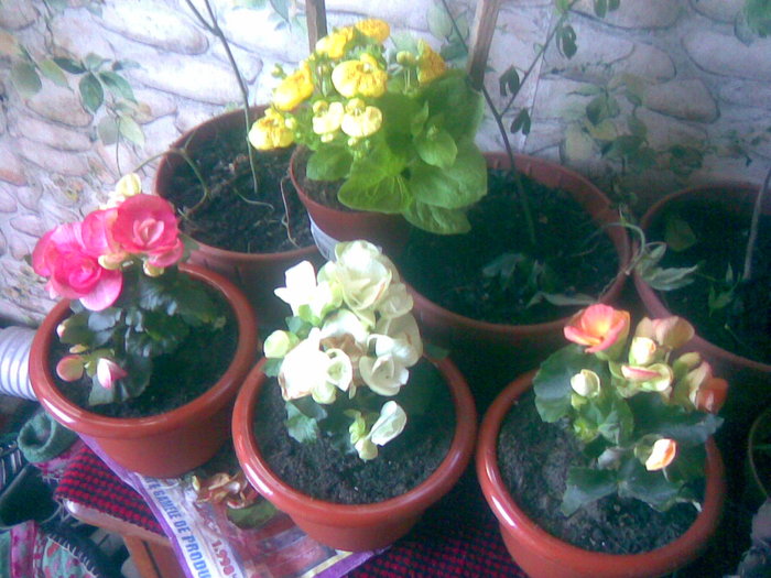 begonii si calceolaria - flori de interior 2011
