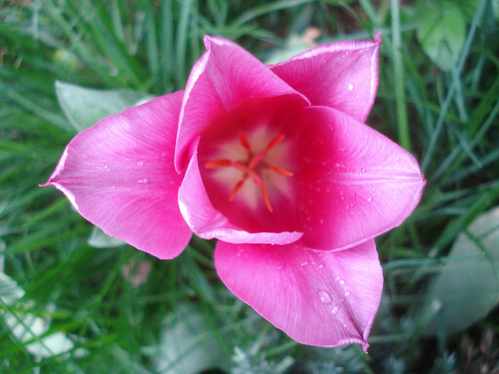 Tulipa Maytime (2011, May 01) - Tulipa Maytime