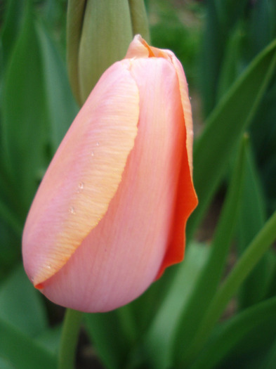 Tulipa Menton (2011, May 01)
