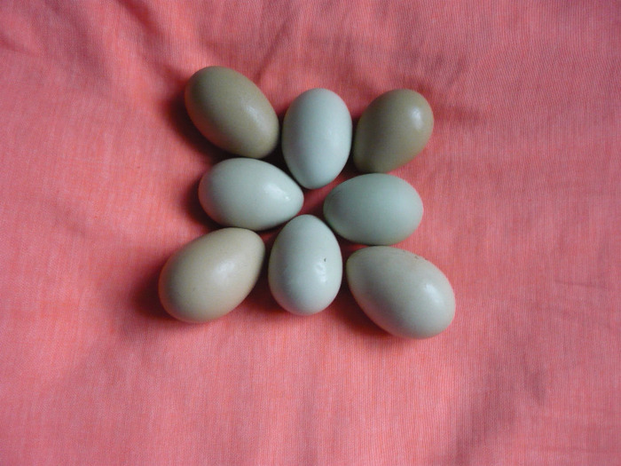 P1030060 - Oua verzi pentru incubatie rasa ameraraucana si araucana