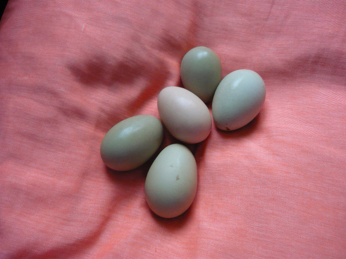 P1030070 - Oua verzi pentru incubatie rasa ameraraucana si araucana