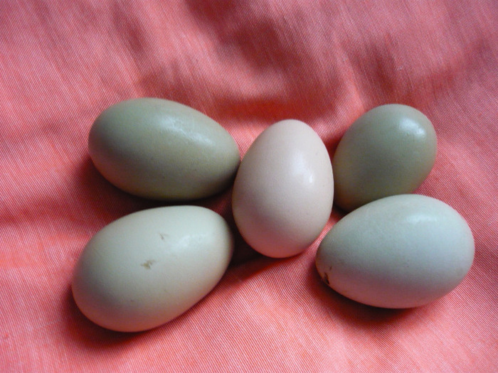 P1030071 - Oua verzi pentru incubatie rasa ameraraucana si araucana