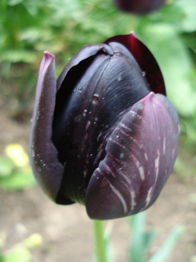 Tulipa Queen of Night (2011, May 01) - Tulipa Queen of Night