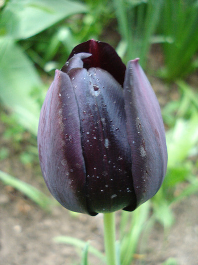Tulipa Queen of Night (2011, May 01)
