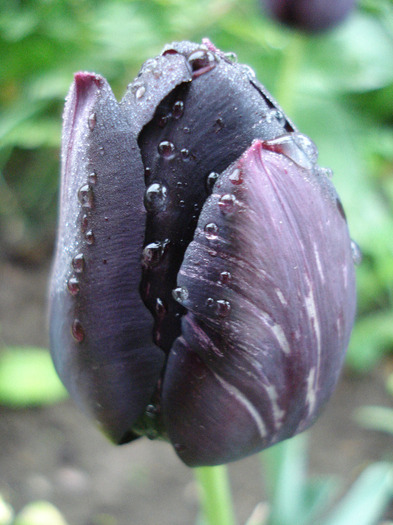 Tulipa Queen of Night (2011, May 03) - Tulipa Queen of Night