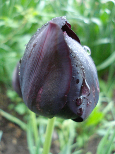 Tulipa Queen of Night (2011, May 03)