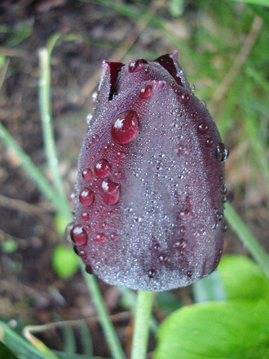 Tulipa Queen of Night (2011, May 03)