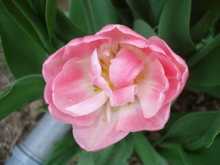 Tulipa Upstar (2011, May 01) - Tulipa Upstar