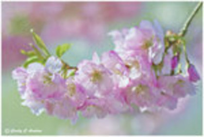 sakura_kiss_by_hummingbird44-d3f9hfq - 00 COOL 123 00