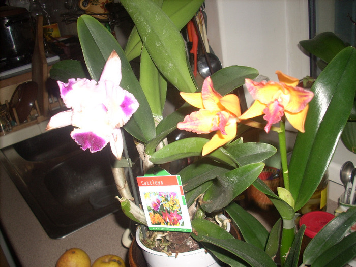 3 cattleya - Orhidee