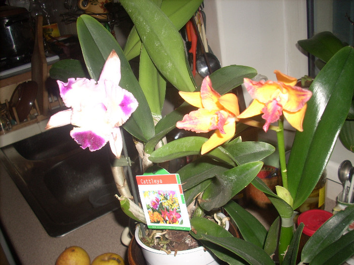 3 cattleya; Cattleya
