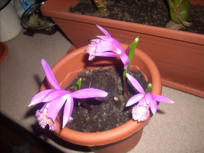 Pleione - Orhidee