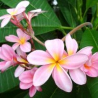 poze_flori_43-150x150[1]
