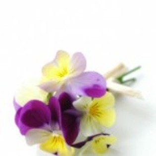 poze_flori_panselute-150x150[1]