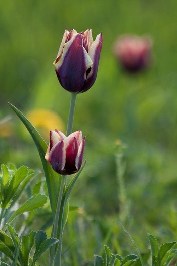 Tulipa Triumph "Gavota"