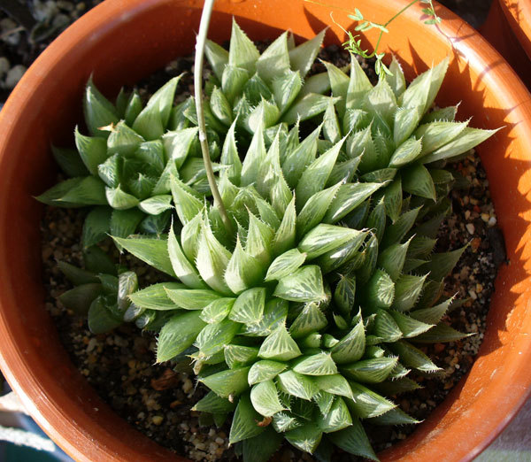 H.necunoscuta :).2009 - Haworthia