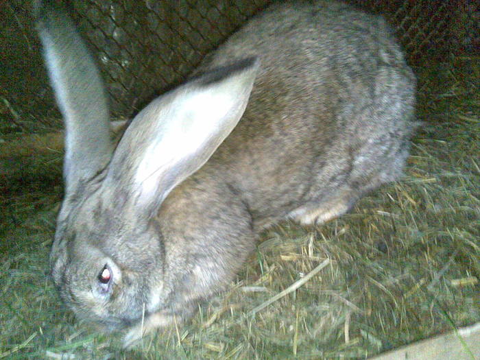  - poze iepuri aprilie 2011