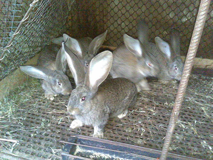  - poze iepuri aprilie 2011