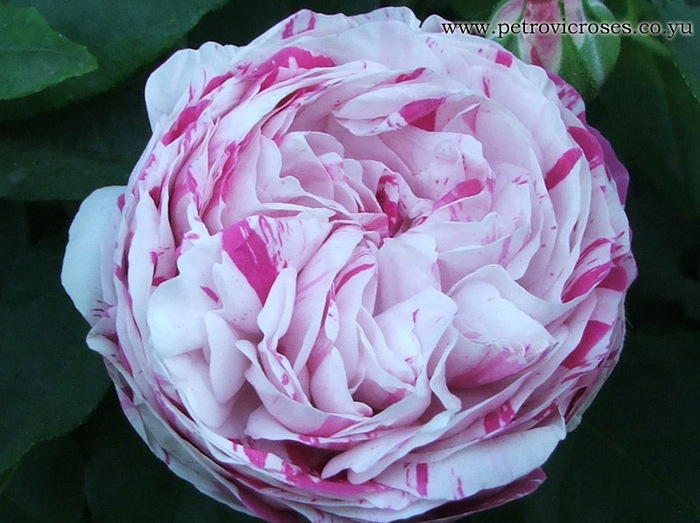 Variegata Di Bologna - TRANDAFIRI Serbia-Petrovics Ungaria-Starkl Olanda-Lottum