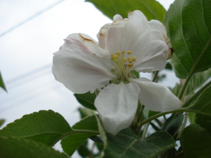 Apple Blossom_Flori mar (2011, May 01)