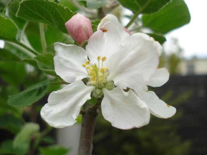 Apple Blossom_Flori mar (2011, May 01)